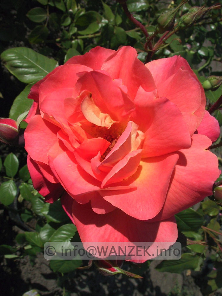 Strauchrose Westerland.jpg